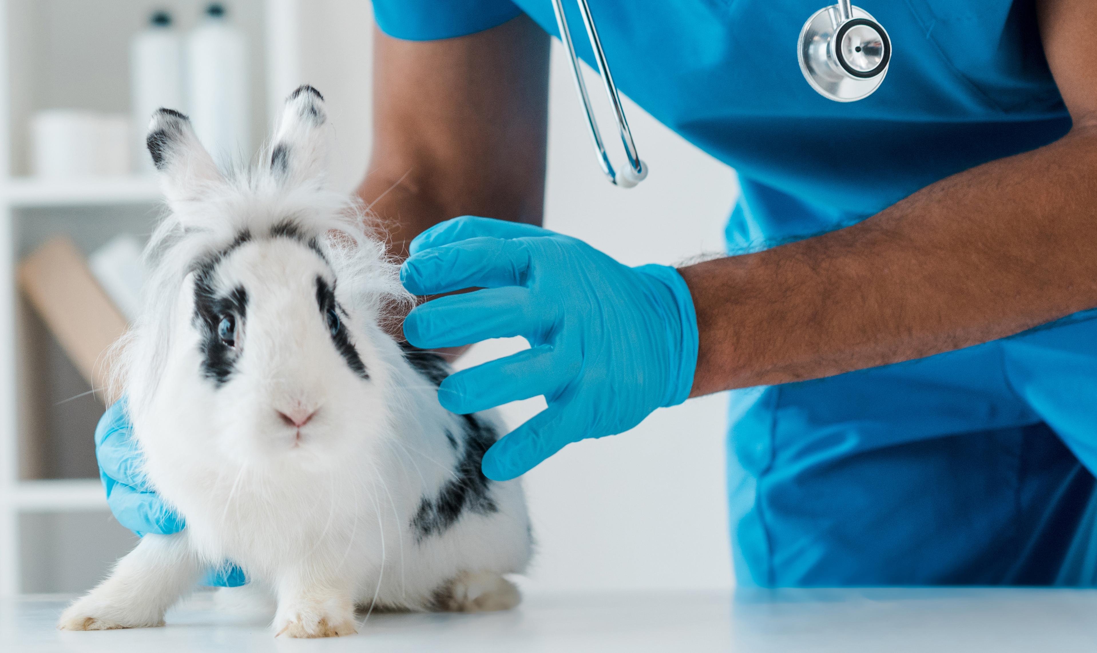 Rabbit vaccinations protection your rabbits from myxomatosis and VHD